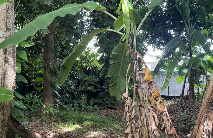 Vente Maison 50m&sup2; 3 pi&#232;ces Petite île