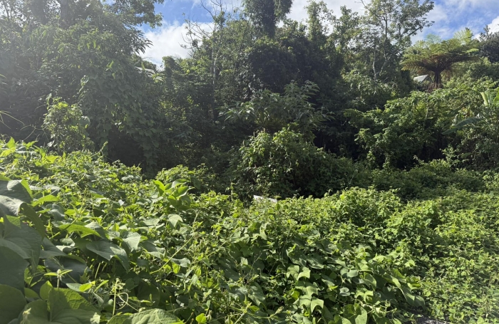 TAMPON 97430 - TERRAIN &Agrave; B&Acirc;TIR - QUARTIER CALME - BEAU POTENTIEL