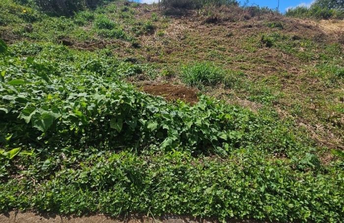 Vente Terrain 1188m&sup2; Piton Saint Leu