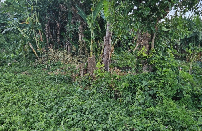 Vente Terrain 500m&sup2; Sainte Clotilde