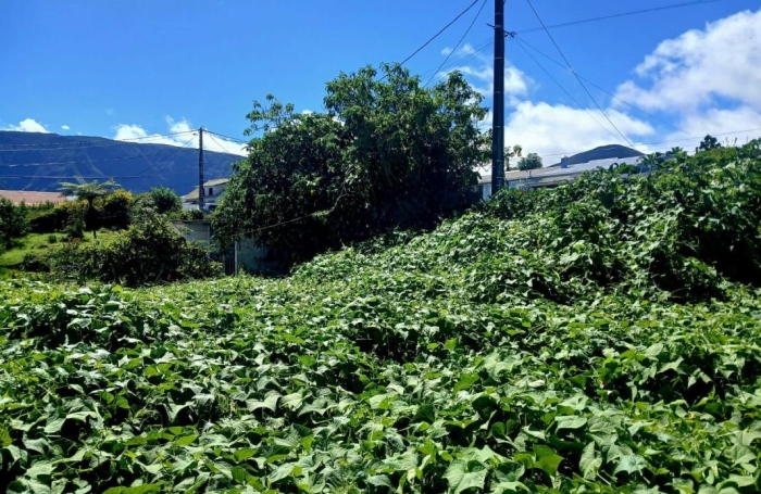 Vente Terrain 410m&sup2; Plaine des Cafres