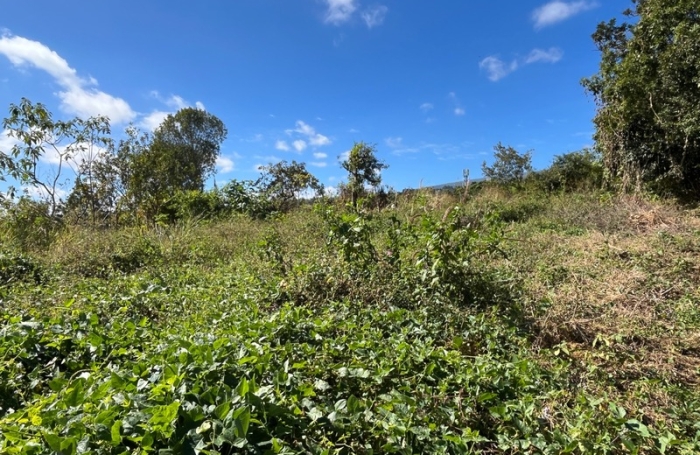 Vente Terrain 97460