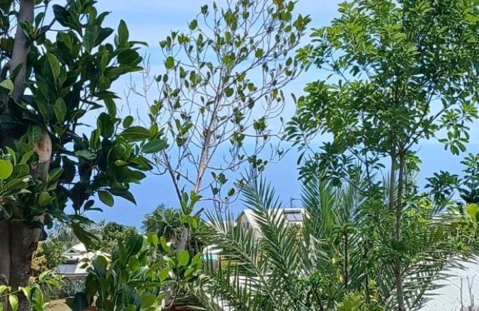Vente Terrain Piton Saint Leu