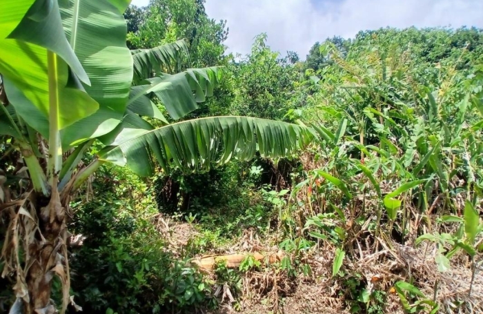 Vente Terrain Piton Saint Leu