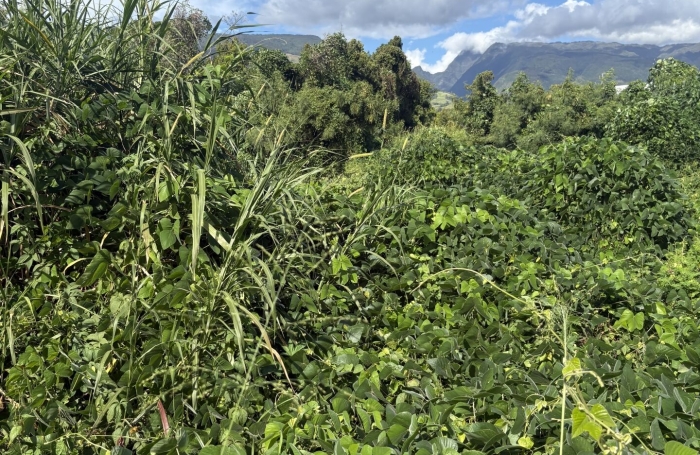 Vente Terrain 3600m&sup2; Sainte Marie