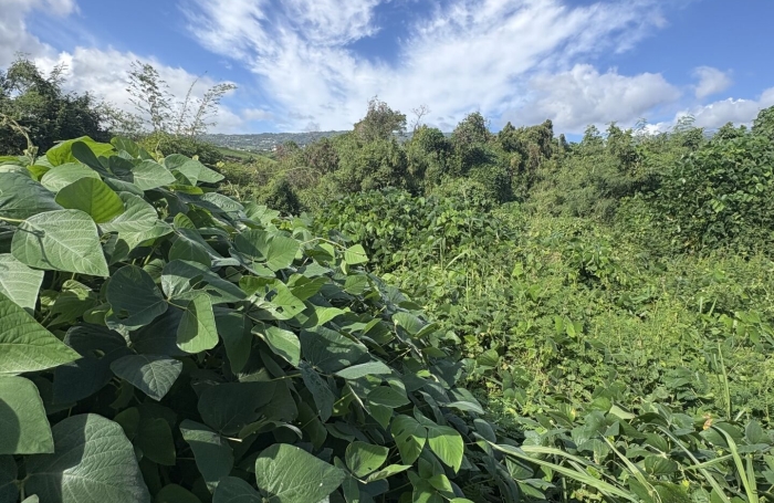 Vente Terrain 3600m&sup2; Sainte Marie