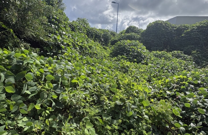 Vente Terrain 3600m&sup2; Sainte Marie