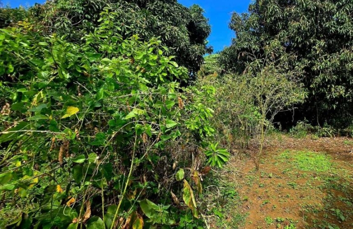 Vente Terrain 1340m&sup2; Ravine des Cabris
