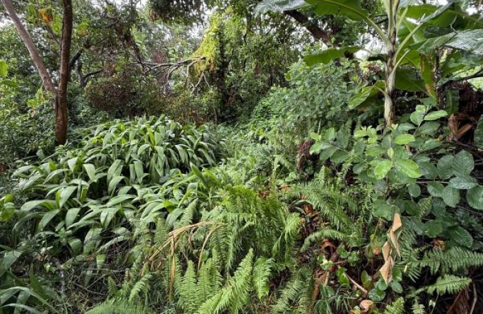 Vente Terrain 1940m&sup2; Sainte Clotilde